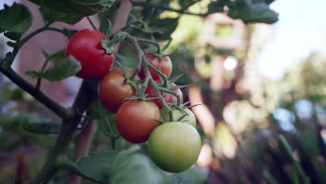 Fresh-ripe-tomatoes-on-the-vine-with-light-movement-in-the-breeze,-close-up