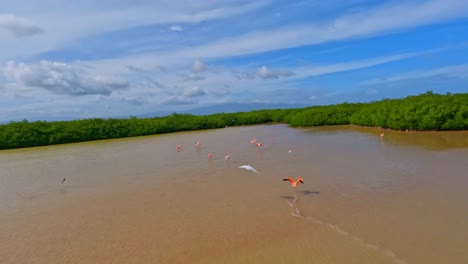Amerikanische-Flamingos-Fliegen-über-Den-Oviedo-See-Im-Nationalpark-Jaragua,-Pedernales,-Dominikanische-Republik