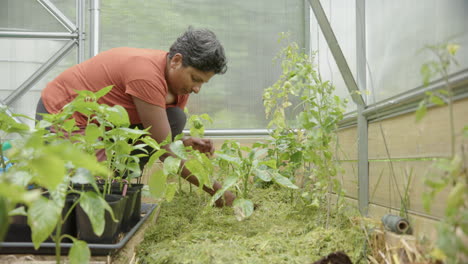 Slider---Eine-Attraktive-Südasiatische-Frau,-Die-Tomatenpflanzen-In-Einem-Gewächshaus-Pflanzt