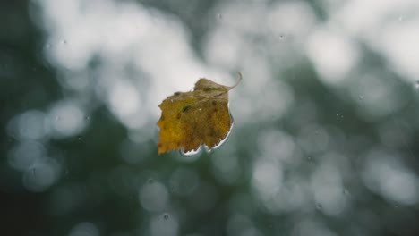 Yellow-leaf-on-a-window-on-a-rainy-evening
