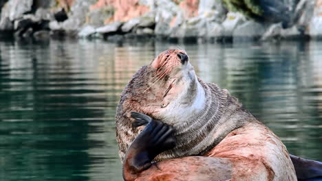 A-large-seal-lion-itches-a-scratch-while-sitting-along-a-boat-dock-on-Kodiak-Island-Alaska