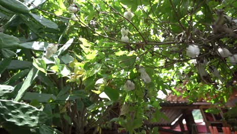 Fine-fiber-cotton-that-covers-the-seeds-of-the-Gossypium-tree
