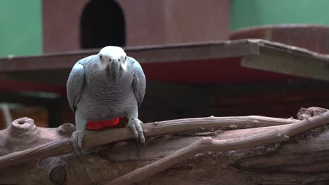 Curious-front-facing-congo-African-grey-parrot,-psittacus-erithacus-perching-on-the-wood-log,-staring-and-looking-right-into-the-camera-at-bird-sanctuary,-wildlife-close-up-shot