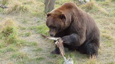 Ein-Großer-Alaska-Braunbär-Grizzlybär-Kaut-Das-Fleisch-Von-Einem-Knochen-1