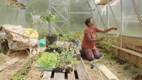 TRACKING-SHOT-of-an-Indian-woman-tying-her-tomato-plants,-greenhouse