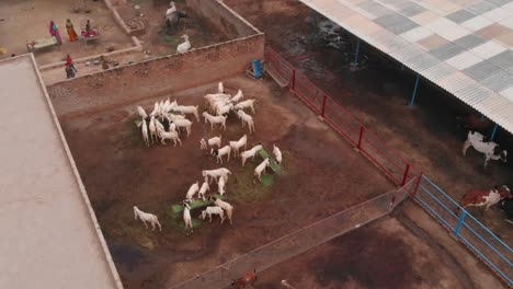 Drone-capture-the-an-aerial-view-of-several-cows-in-Sindh,-Pakistan,-grazing-on-the-grass