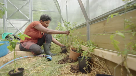 SLIDER,-TRACKING---An-Indian-woman-planting-tomato-plants-in-a-greenhouse