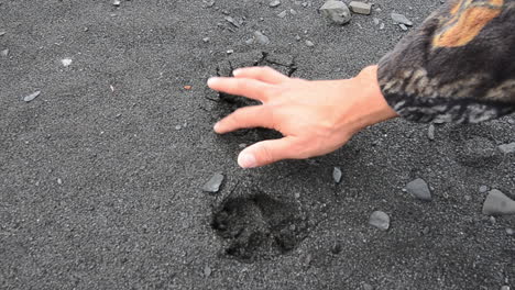 Frische-Spuren-Von-Einem-Rotfuchs-Entlang-Eines-Pfades-In-Der-Wildnis-Von-Kodiak-Island-Alaska