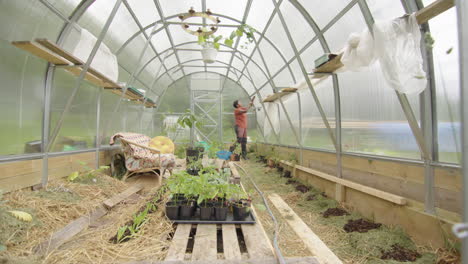 SLIDER-REVEAL-WIDE-shot-of-a-woman-working-in-her-greenhouse,-Sweden