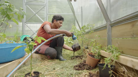 Control-Deslizante---Una-Atractiva-Mujer-India-Plantando-Plantas-De-Tomate-En-Un-Invernadero