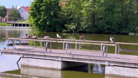 Mallard-Ducks-And-Gull-Sitting-On-The-Wooden-Bench-In-The-Jetty-At-Summer