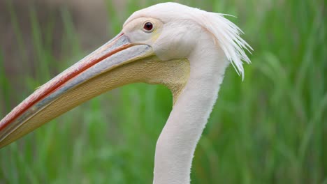Side-View-Head-Close-up-Eastern-White-Pelican-Against-Green-Grass-At-Seoul-Grand-Park-Zoo