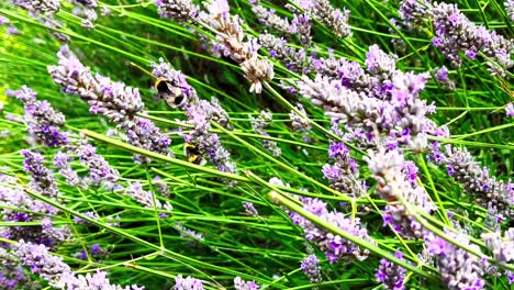 Bees-flying-around-lavender-flowers-in-Edinburgh-1