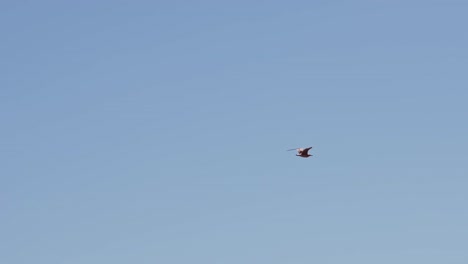 Möwe-Fliegt-In-Zeitlupe,-Mit-Kitesurfersegel-Im-Hintergrund