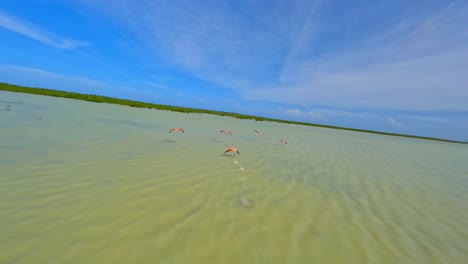 Herde-Von-Flamingos,-Die-Im-Sommer-Im-Jaragua-Nationalpark,-Pedernales,-Dominikanische-Republik,-über-Laguna-De-Oviedo-Fliegen