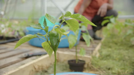 SLIDER-REVERSE-shot-of-a-pepper-growing-in-a-greenhouse,-gardener-behind