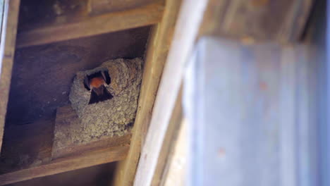 A-barn-swallow-mates-feed-their-young-in-a-mud-nest-built-under-the-rafters-of-cabin-or-shed