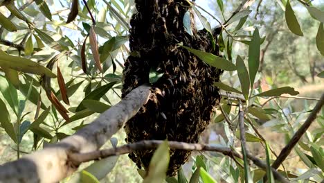 A-bee-swarm-flew-from-the-hive-of-an-apiary-to-a-tree-to-form-a-new-bee-family-6