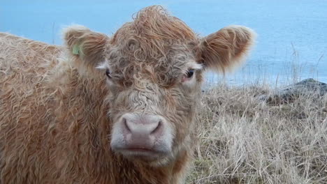 A-closeup-shot-of-a-cow-that-was-walking-along-a-sandy-beach-near-the-ocean-on-Kodiak-Island-Alaska