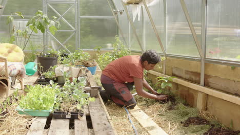 SLIDER-REVEAL-shot-of-an-Asian-woman-planting-in-her-greenhouse,-Sweden