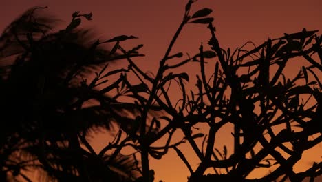 Sonnenuntergang-Waldbäume,-Nahaufnahme-Video