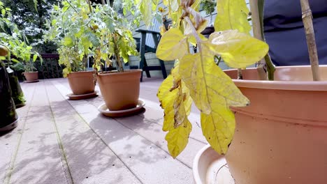 Dead-leaves-on-sick-tomato-plant