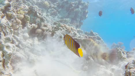 Royal-angelfish-eat-and-swim-in-the-Red-Sea-blue-water,-slow-motion