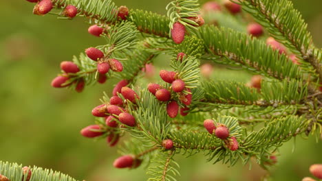 Canadian-pine-tree-growing-berries-on-the-branches,-static-close-up-shot