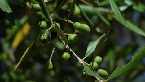 Closeup-of-small-sick-olive-tree-with-black-dots-on-its-fruits,-dry-branch-swaying-in-the-wind,-low-angle-view