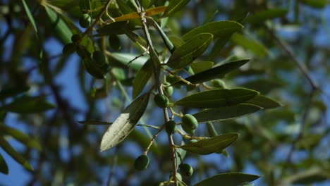 Small-organic-olives-on-a-dry-branch-that-sways-in-the-wind,-shot-against-the-blue-sky-in-the-background-behind-the-tree-branches