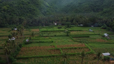 Drone-flying-over-rice-terrace-Bali,-aerial