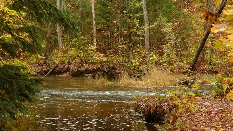 Orange-and-yellow-fall-colors-of-foliage-in-woods-around-flowing-river