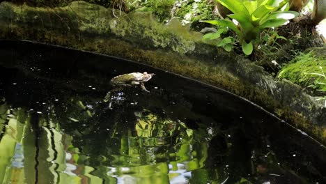 Mutter-Erdkröte-Versucht,-Aus-Dem-Teich-Zu-Springen