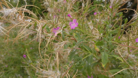 Rosebay-willow-herb-growing-on-a-grass-vergein-the-English-countryside