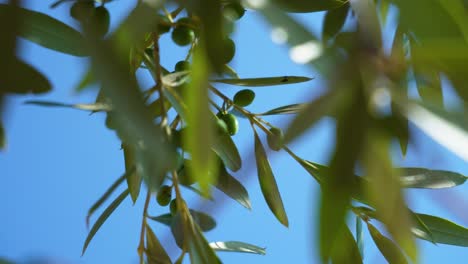 Low-angle-view-of-young-green-olives-in-front-of-a-blue-cliel,-foliage-in-the-foreground