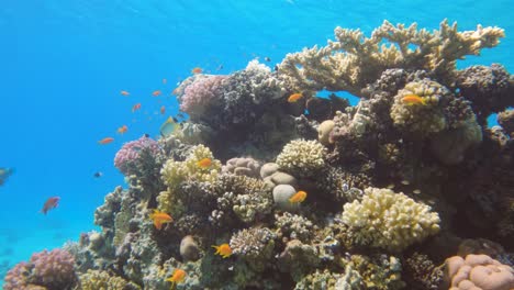 Meereslebewesen-Mit-Vielen-Exotischen-Fischen-In-Einem-Korallenriff,-Zeitlupe,-Hintergrund