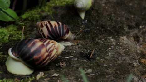 A-group-of-snail-chill-on-the-mossy-ground,-close-up