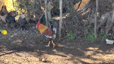 A-beautiful-and-colorful-Rooster-with-a-red-comb-and-a-black-tail-stands-in-the-coop