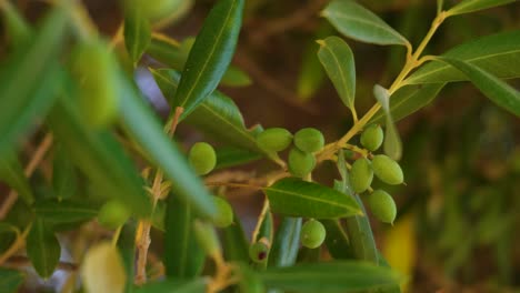 Low-angle-view-of-young-small-green-olives-in-front-of-dense,-dry-green-foliage