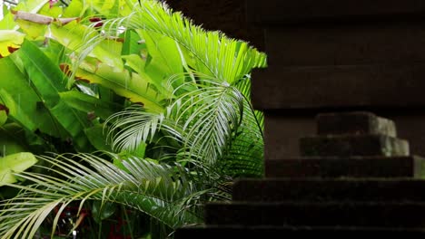 Raindrops-on-banana-and-fern-leaves