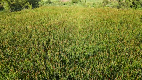 Southern-Cattail-invasive-plant-in-a-large-flooded-area
