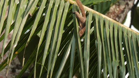 Brown-squirrel-play-around-on-coconut-palm-leaves