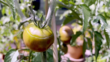 Tomatenwachstumsprobleme,-Tomatenkrankheit