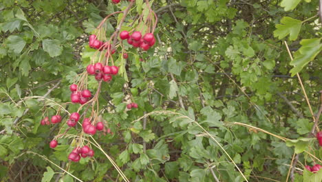 Ripe-red-Hawthorn-berries-called-haws-ripening-on-a-hawthorn-tree-in-a-hedgerow
