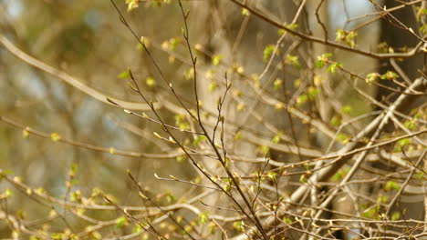 Golden-crowned-kinglet-surviving-cellular-bandwidth-at-Algonquin-Provincial-Park