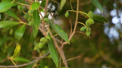 Small-sick-olive-tree-with-black-dots-on-its-fruits,-dry-branch-swaying-in-the-wind,-low-angle-view