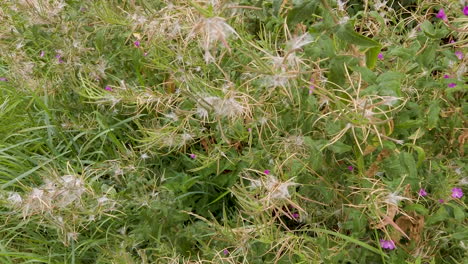 Seed-pods-and-hair-of-the-rosebay-willow-herb-growing-on-a-grass-verge-of-a-country-road