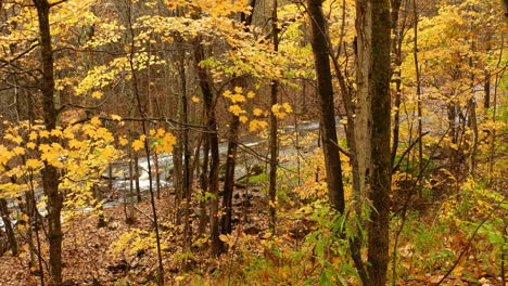 Yellow-foliage-of-forest-trees-in-fall-season,-stream-flowing-through