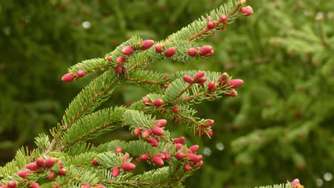 Red-Berry-Spike-Flora-Pflanze-Im-Algonquin-Park-Kanada