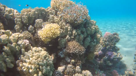 Establishing-tilt-up-of-a-healthy-coral-garden-reef,-slow-motion